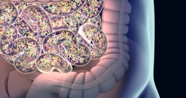 gut microbiota