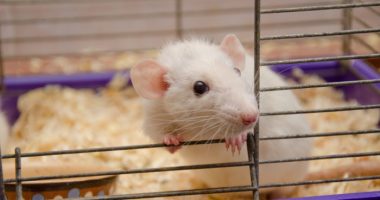 Altered Signaling, Immune Cells