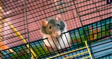 parsaclisib/sjogrenssyndromenews.com/eases symptoms in mouse models