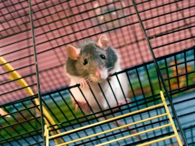 parsaclisib/sjogrenssyndromenews.com/eases symptoms in mouse models