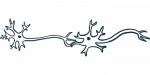 nerve pain | Sjorgren's Syndrome News | illustration of nerves and synapses