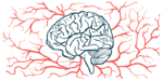 An illustration shows the human brain in profile, surrounded by blood vessels.